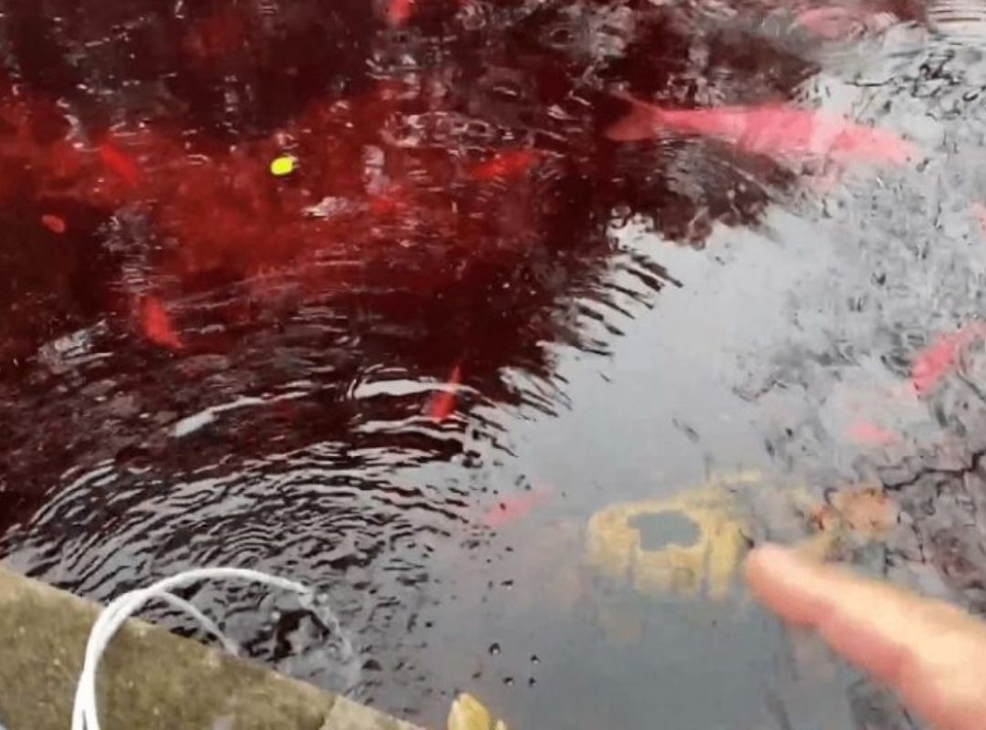 Sử dụng thuốc tím ngâm hồ cá an toàn cho cá cảnh