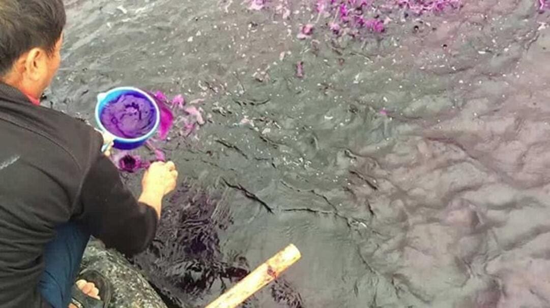 Ứng dụng KMnO4 trị bệnh cho cá