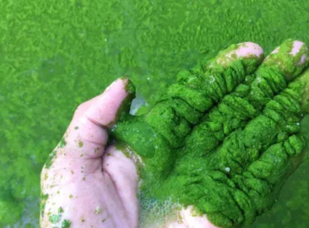 Cách gây tảo cho vuông tôm bằng mật rỉ đường và cám gạo hiệu quả