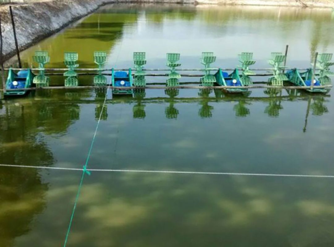 Cách gây tảo cho vuông tôm giúp tạo nguồn thức ăn tự nhiên cho tôm