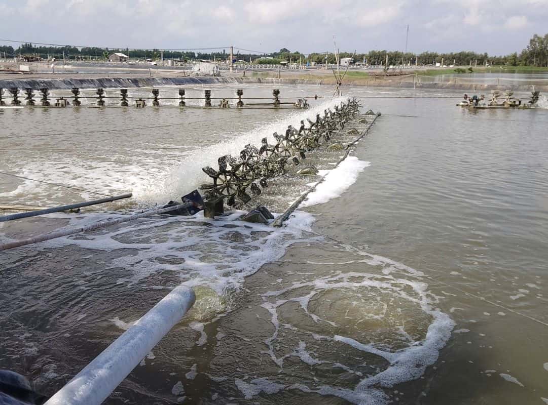 Gây tảo bằng chế phẩm vi sinh giúp kích thích tảo phát triển tự nhiên