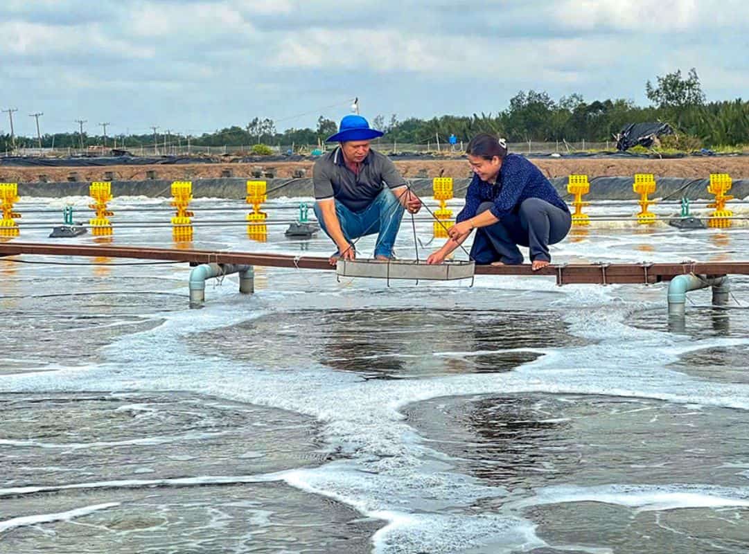 Cách gây tảo cho vuông tôm hiệu quả giúp ổn định môi trường nuôi