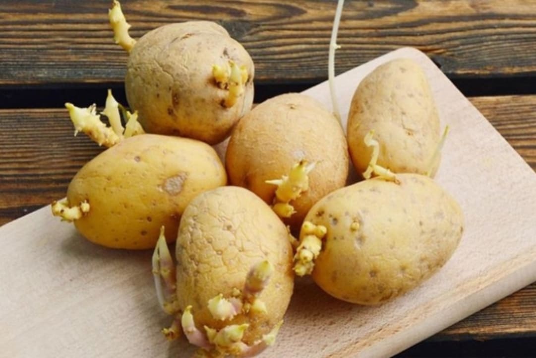 Tránh ăn khoai tây nảy mầm hoặc biến màu xanh